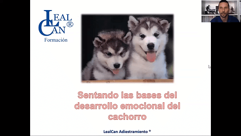 Diapositiva: Sentando las bases del desarrollo emocional del cachorro