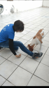 Educadora canina apoyando su pierna izquierda en el suelo y la derecha casi estirada del todo y mirando en el lado izquierdo de la pierna derecha que es donde se encuentra su perro Rufo y está comiendo