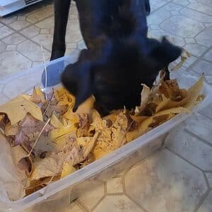 Perro buscando premios escondidos entre las hojas de una caja