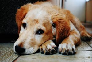 Adiestramiento-canino-Madrid-ansiedad-en-perros