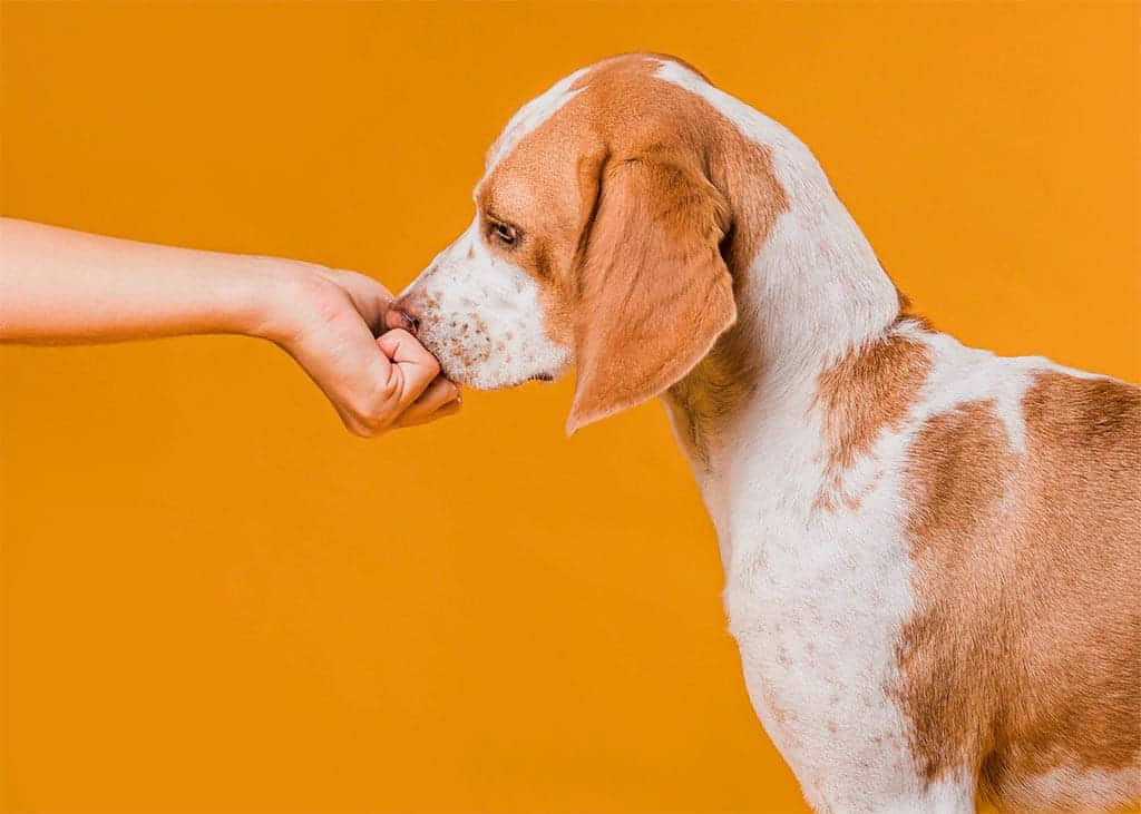Habilidades de los perros: Olfato canino