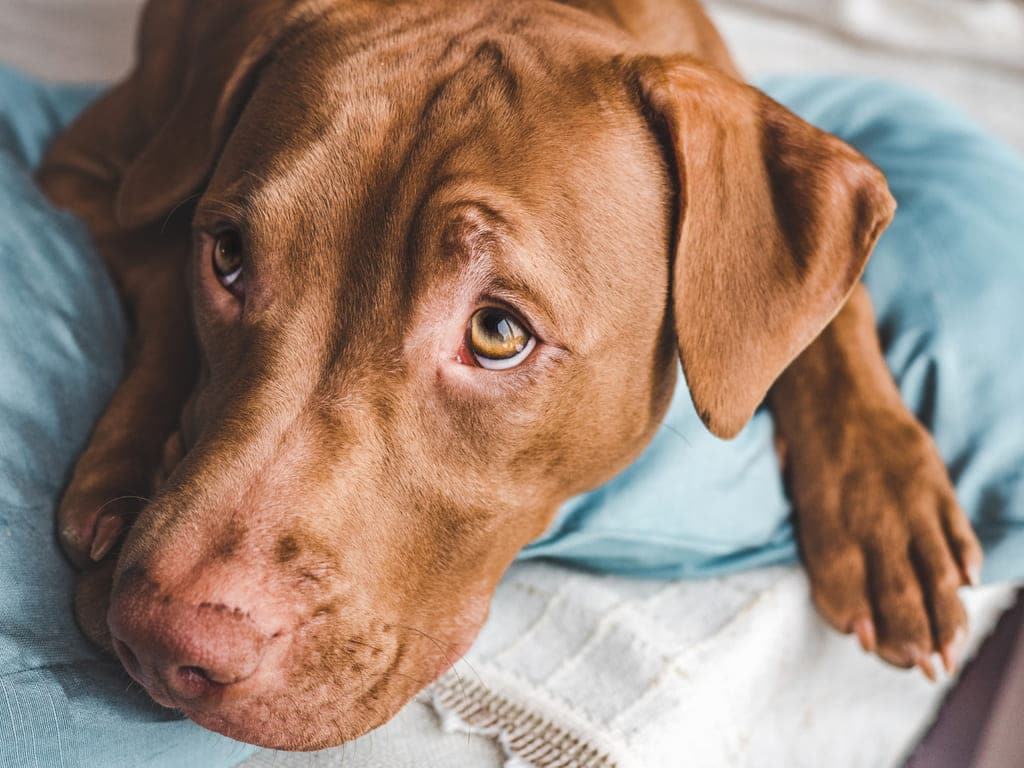 Prevención de la ansiedad por separación en perros durante la cuarentena