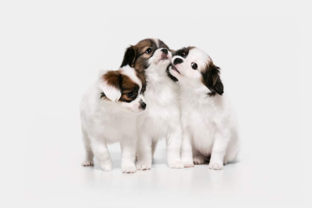Socialización de perros cachorros en coronavirus