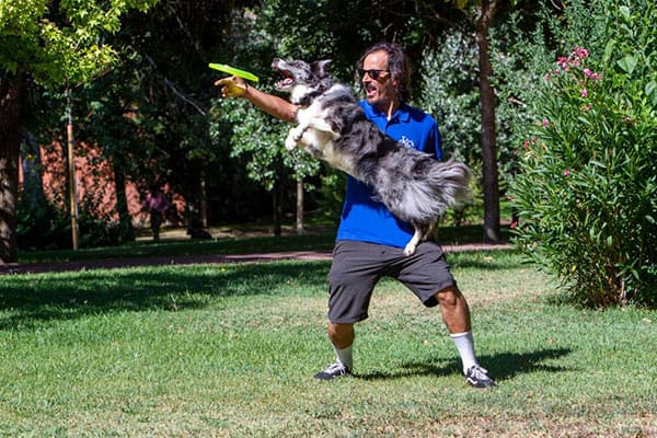 Antonio Otero adiestrando a un perro con un disco