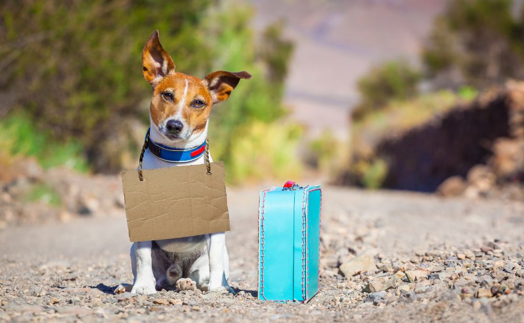 que residencia canina elegir en madrid