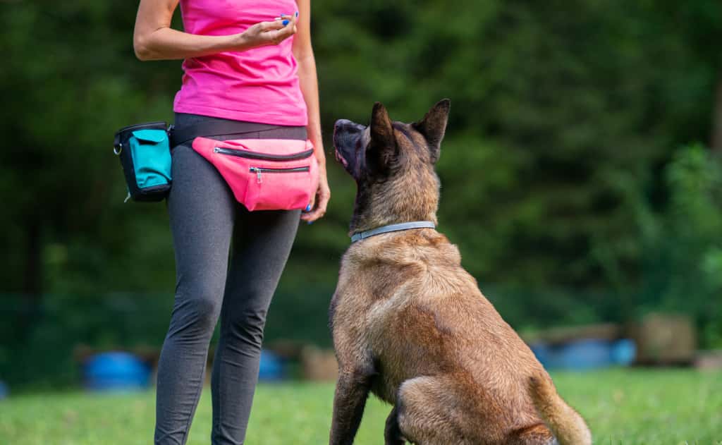 métodos de adiestramiento canino