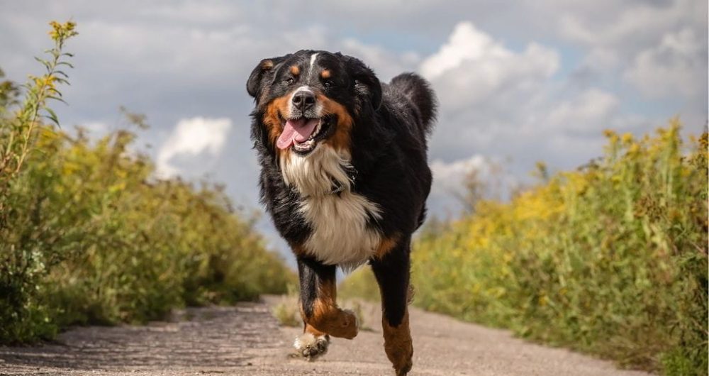 como-evitar-tu-perro-escape