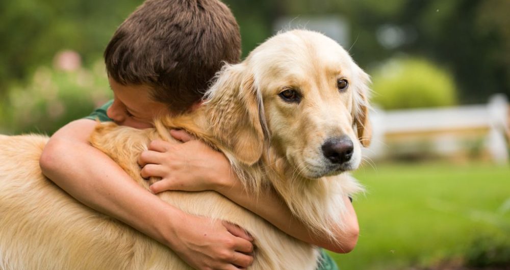 convivencia entre perros y niños