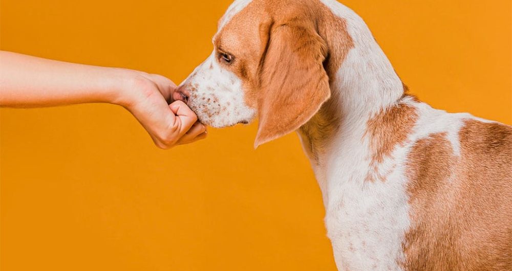 Habilidades de los perros: Olfato canino