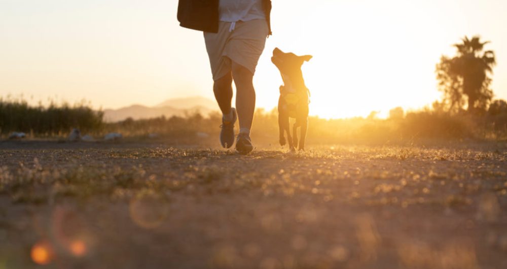 Testimonio anónimo de un paseo con un perro reactivo