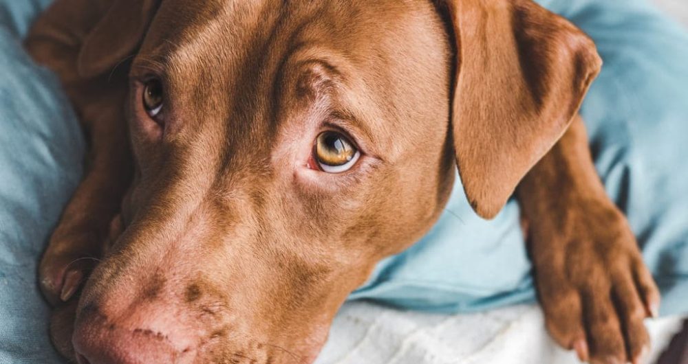 Prevención de la ansiedad por separación en perros durante la cuarentena