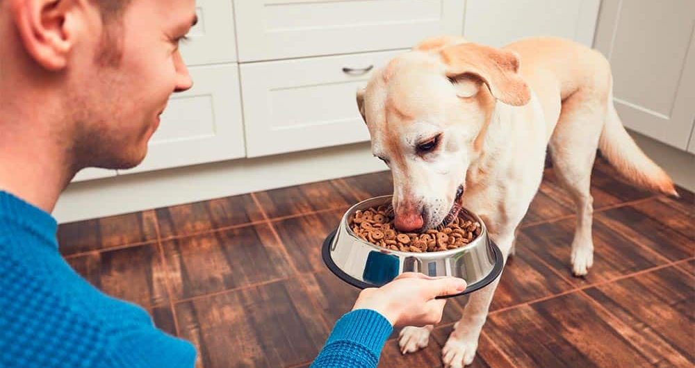 Alimentación para perros. Hombre dándole comida a su perro.